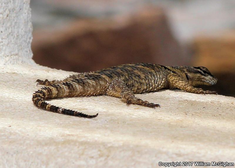 Texas Crevice Spiny Lizard (Sceloporus poinsettii axtelli)
