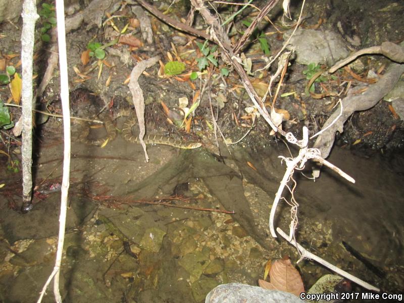 Blotched Watersnake (Nerodia erythrogaster transversa)