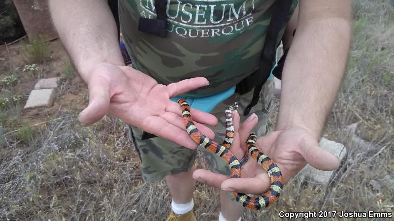 New Mexico Milksnake (Lampropeltis triangulum celaenops)