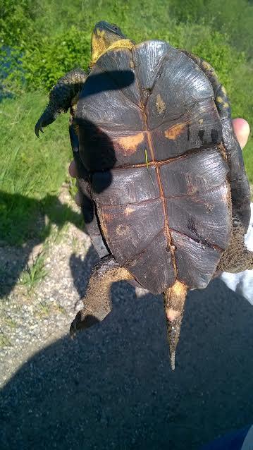 Blanding's Turtle (Emydoidea blandingii)