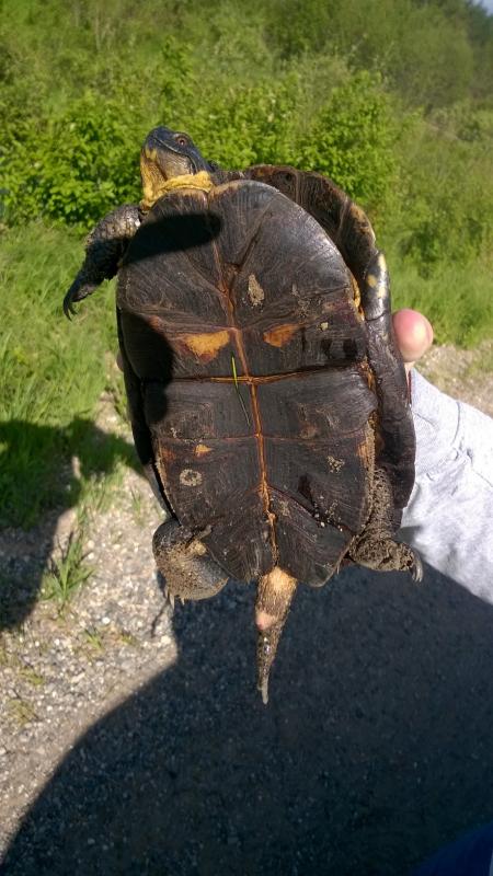 Blanding's Turtle (Emydoidea blandingii)