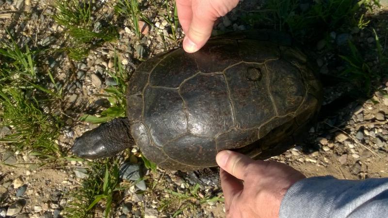 Blanding's Turtle (Emydoidea blandingii)