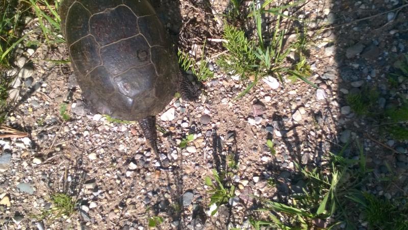 Blanding's Turtle (Emydoidea blandingii)