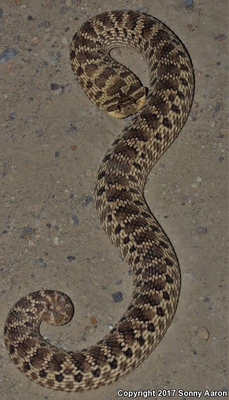 Mexican Hog-nosed Snake (Heterodon kennerlyi)