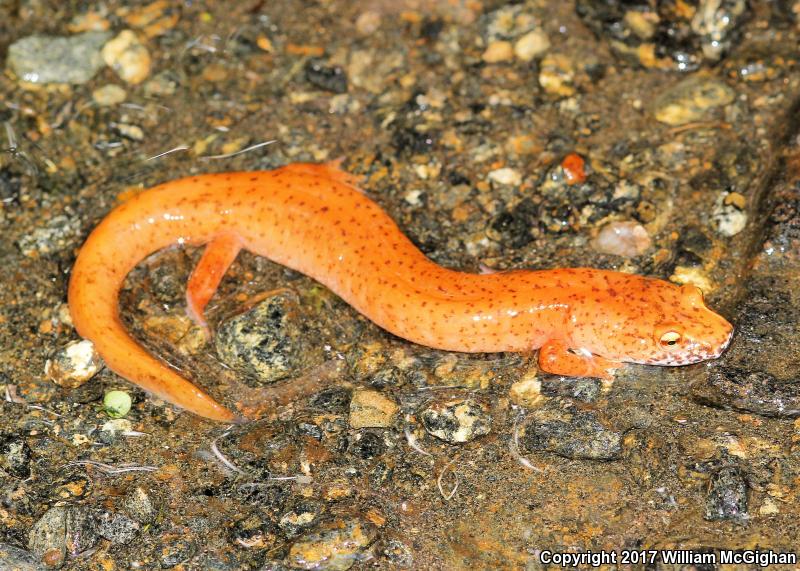 Blue Ridge Spring Salamander (Gyrinophilus porphyriticus danielsi)