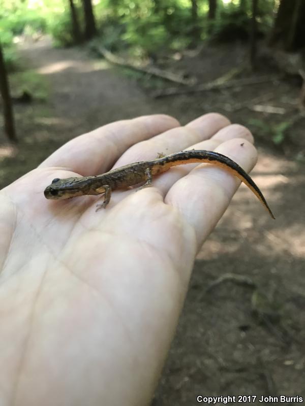 Painted Ensatina (Ensatina eschscholtzii picta)