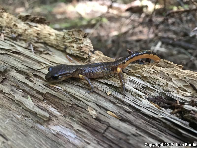 Painted Ensatina (Ensatina eschscholtzii picta)