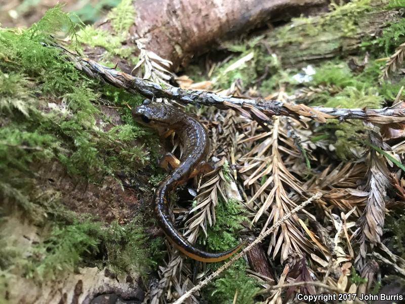 Painted Ensatina (Ensatina eschscholtzii picta)