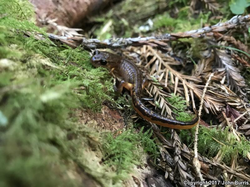 Painted Ensatina (Ensatina eschscholtzii picta)