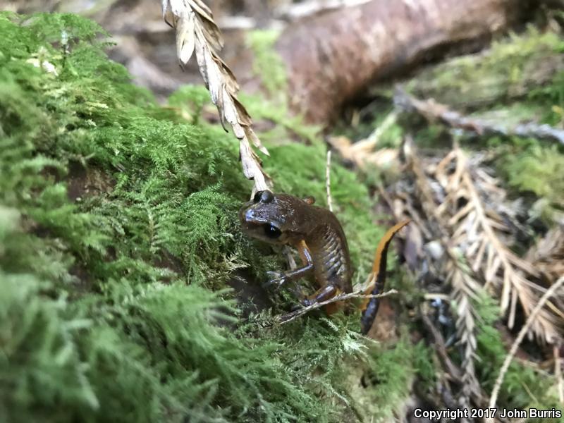 Painted Ensatina (Ensatina eschscholtzii picta)