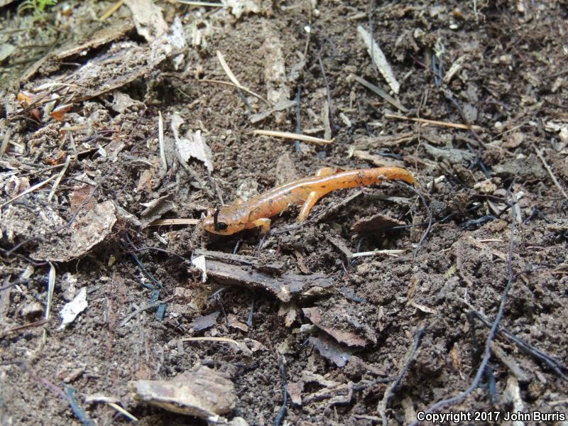 Painted Ensatina (Ensatina eschscholtzii picta)