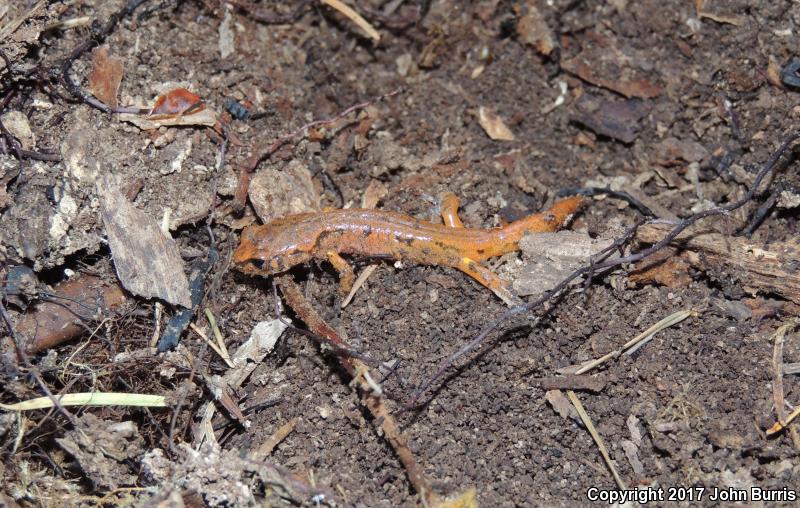 Painted Ensatina (Ensatina eschscholtzii picta)