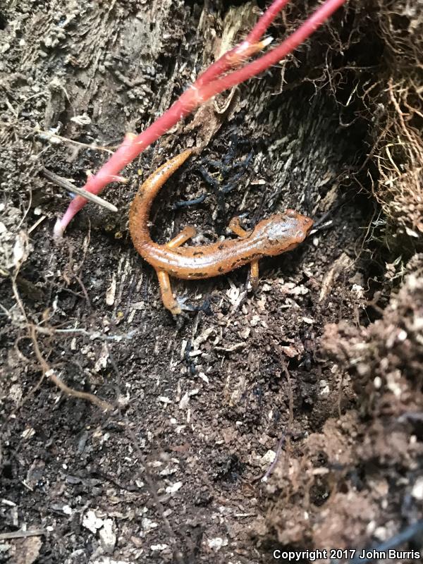 Painted Ensatina (Ensatina eschscholtzii picta)