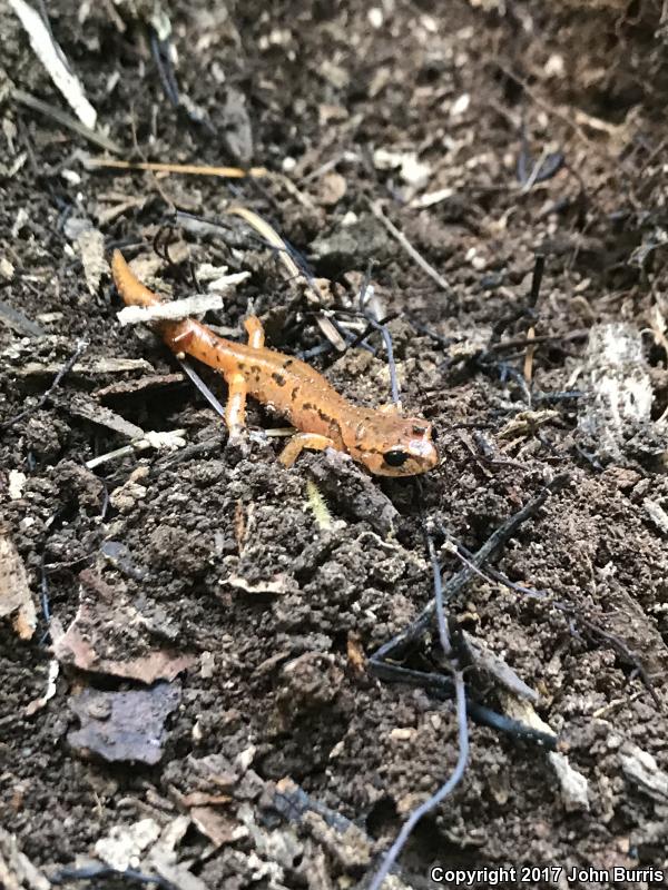 Painted Ensatina (Ensatina eschscholtzii picta)