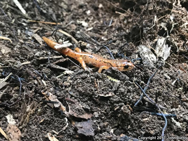 Painted Ensatina (Ensatina eschscholtzii picta)