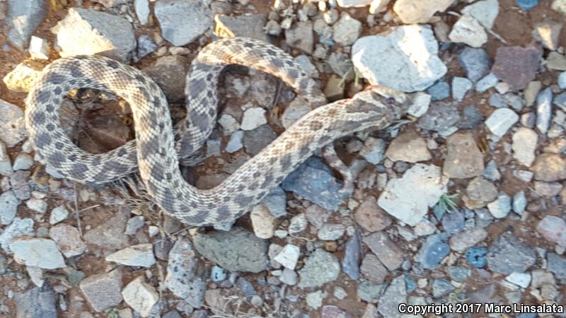 Mexican Hog-nosed Snake (Heterodon kennerlyi)