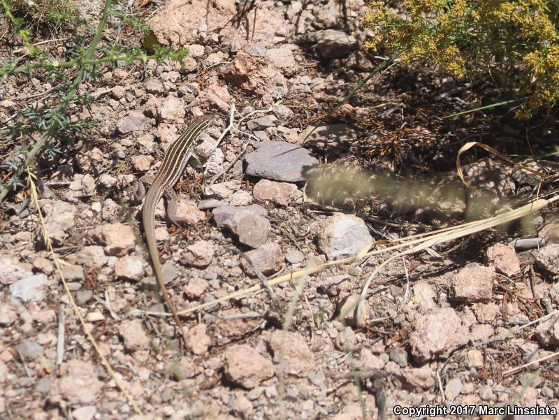 Gila Spotted Whiptail (Aspidoscelis flagellicauda)