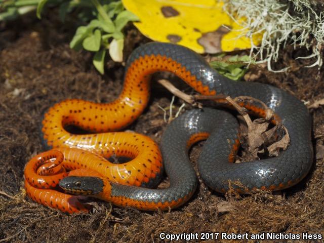 Northwestern Ring-necked Snake (Diadophis punctatus occidentalis)