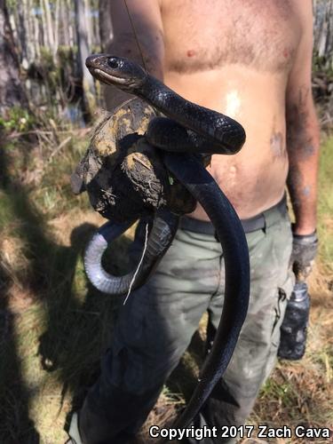 Brown-chinned Racer (Coluber constrictor helvigularis)