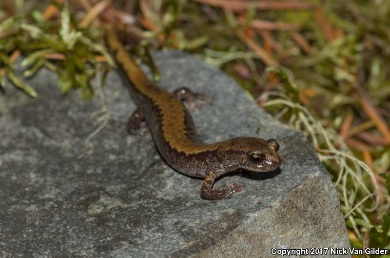 Larch Mountain Salamander (Plethodon larselli)