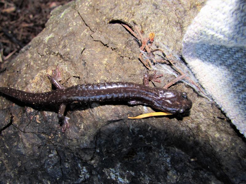 Clouded Salamander (Aneides ferreus)