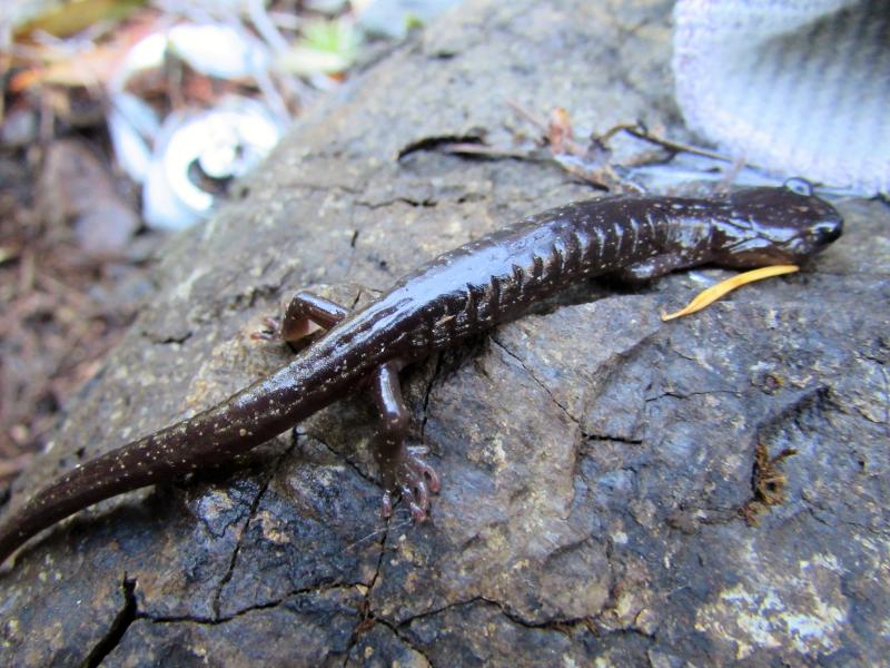 Clouded Salamander (Aneides ferreus)