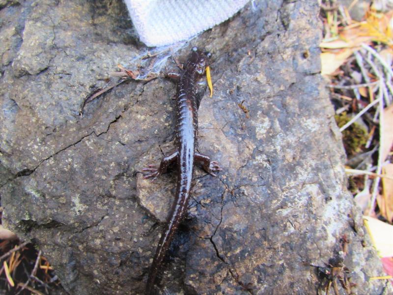 Clouded Salamander (Aneides ferreus)