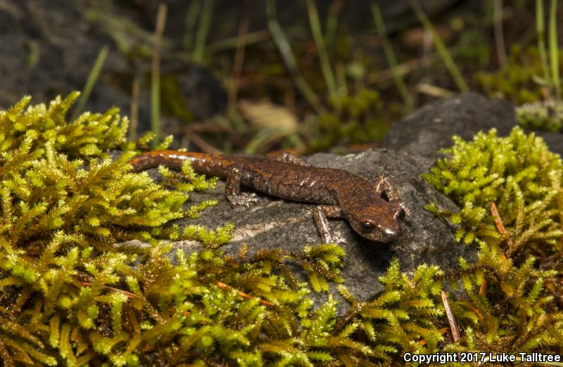 Shasta Salamander (Hydromantes shastae)