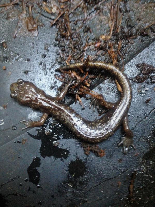 Clouded Salamander (Aneides ferreus)