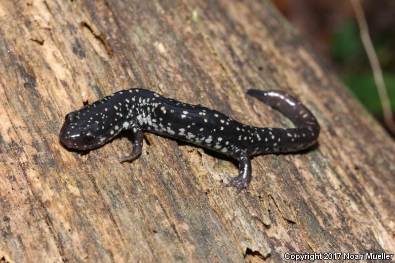 Southeastern Slimy Salamander (Plethodon grobmani)