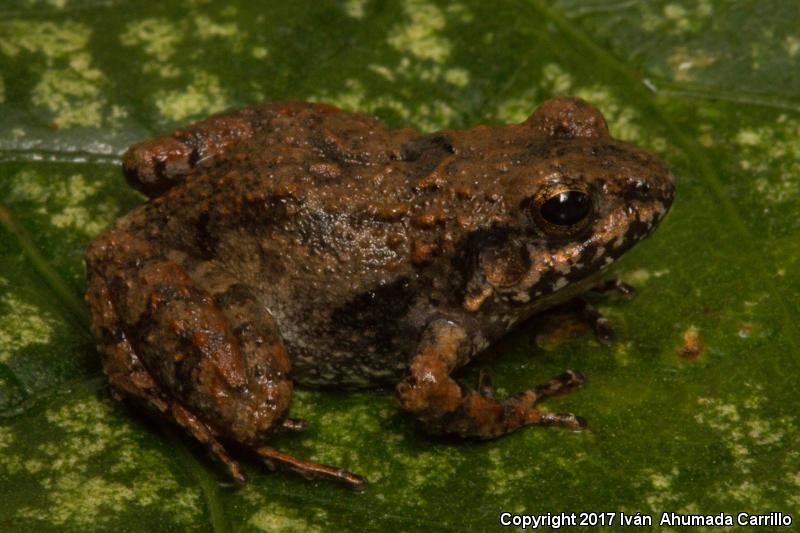 Pigmy Robber Frog (Craugastor pygmaeus)