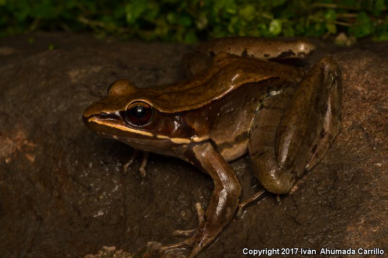 Sierra Madre Frog (Lithobates sierramadrensis)