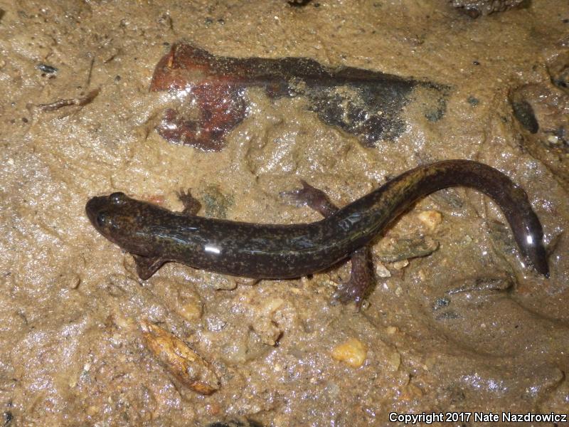 Shovel-nosed Salamander (Desmognathus marmoratus)