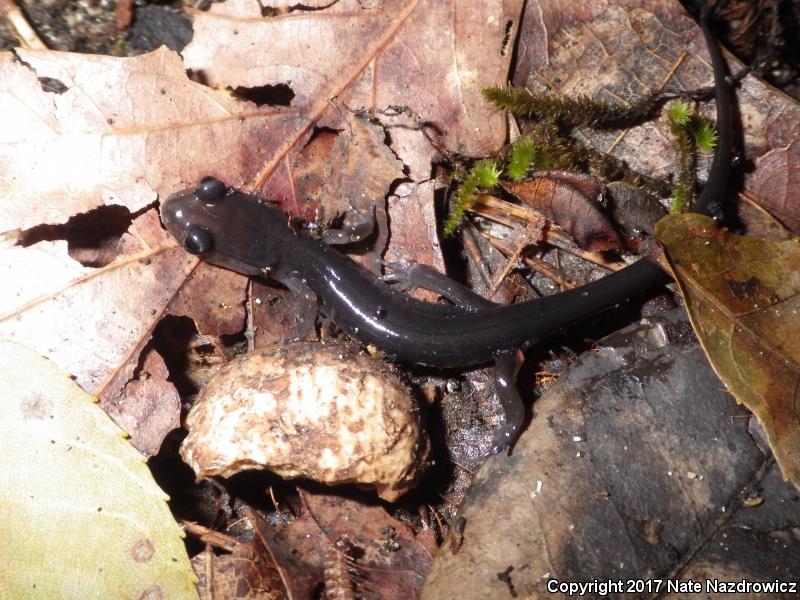 Southern Gray-cheeked Salamander (Plethodon metcalfi)