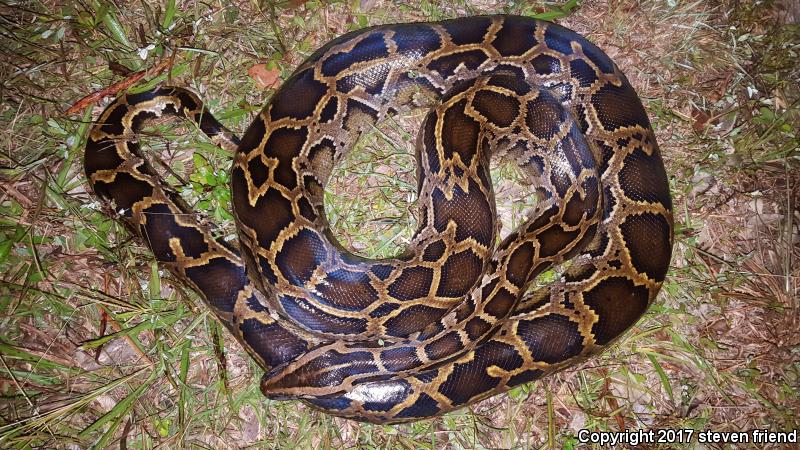 Burmese Python (Python molurus bivittatus)