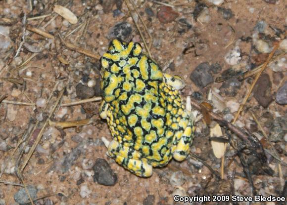 Sonoran Green Toad (Anaxyrus retiformis)