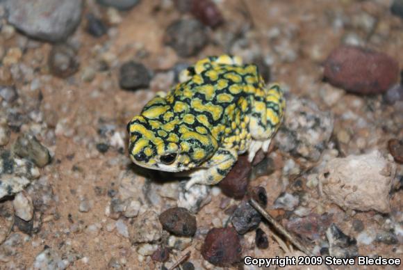 Sonoran Green Toad (Anaxyrus retiformis)