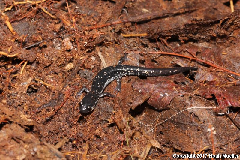 Southeastern Slimy Salamander (Plethodon grobmani)