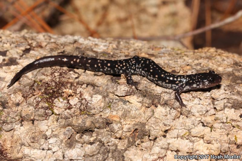 Southeastern Slimy Salamander (Plethodon grobmani)