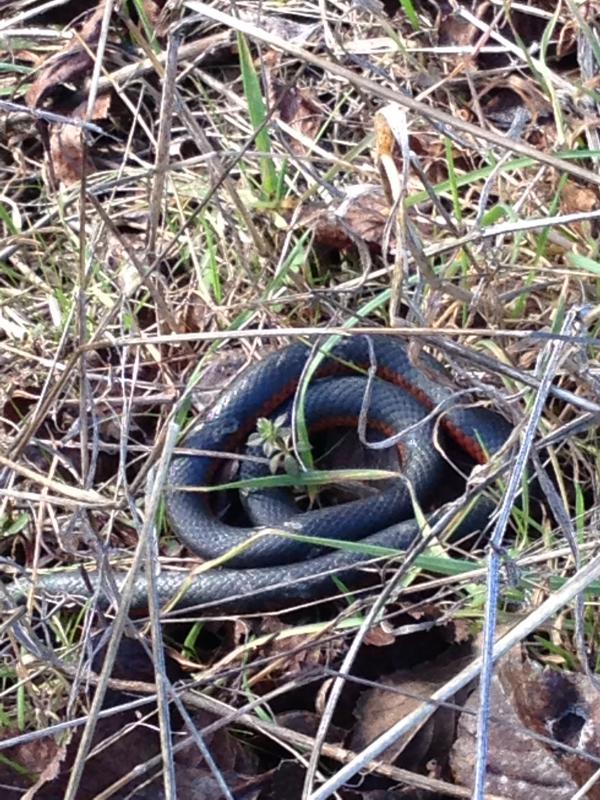 Northwestern Ring-necked Snake (Diadophis punctatus occidentalis)