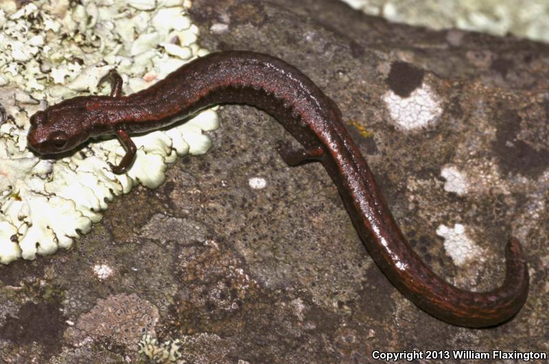 Hell Hollow Slender Salamander (Batrachoseps diabolicus)