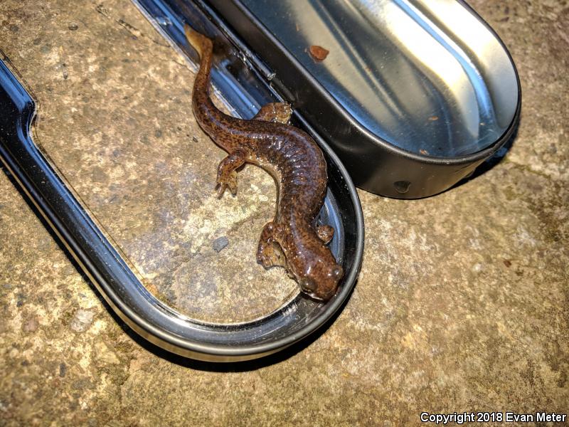 Cascade Torrent Salamander (Rhyacotriton cascadae)