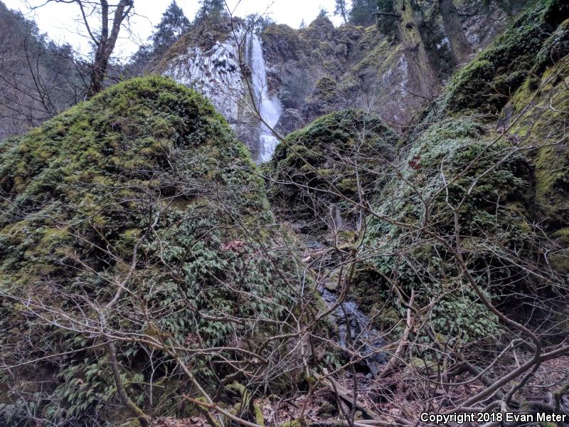 Cascade Torrent Salamander (Rhyacotriton cascadae)