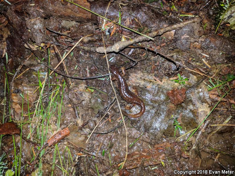 Columbia Torrent Salamander (Rhyacotriton kezeri)