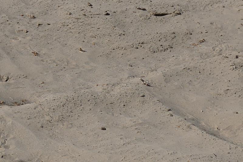 Colorado Desert Fringe-toed Lizard (Uma notata)