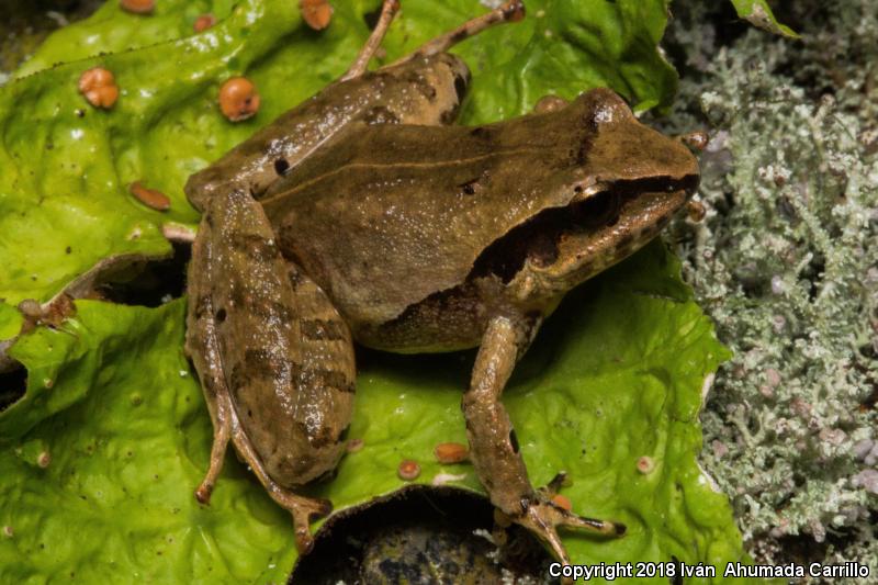 Mexican Robber Frog (Craugastor mexicanus)