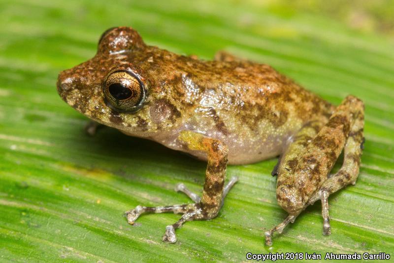 Adorned Robber Frog (Craugastor decoratus)