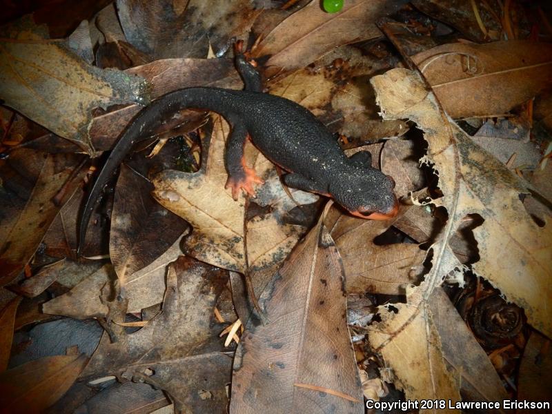 Red-bellied Newt (Taricha rivularis)