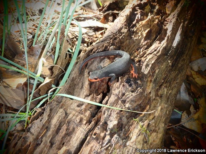 Red-bellied Newt (Taricha rivularis)