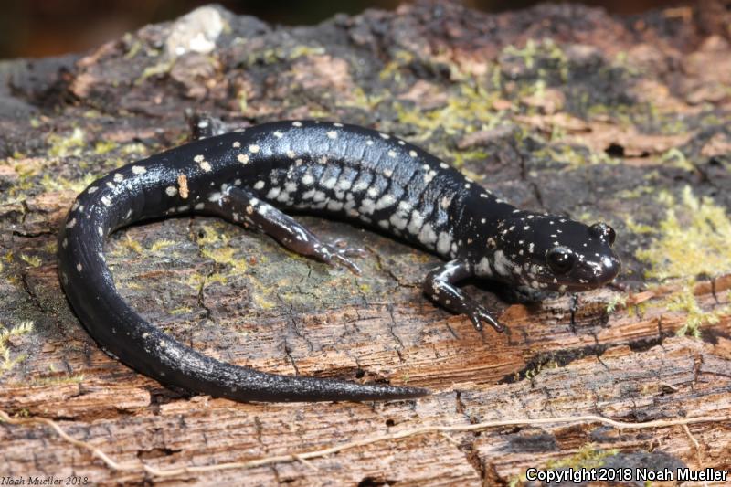 Southeastern Slimy Salamander (Plethodon grobmani)